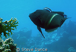 Clown Wrasse (Clown Coris) at a cleaning station. Taken a... by Steve Dance 